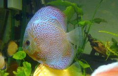 七彩神仙魚混養(yǎng)什么魚好 七彩神仙魚怎么養(yǎng)？