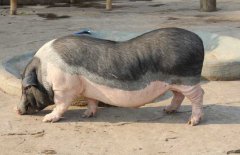 香豬吃什么食物，香豬的飼料種類與搭配原則