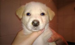 犬瘟熱的癥狀有哪些？犬瘟熱的防治與預防方法