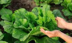 白菜不包心什么原因造成的 如何防治白菜不長(zhǎng)心