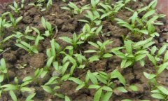 香菜一般在幾月播種，香菜重茬幾年才可以種植
