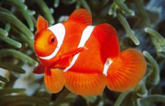 小丑魚是淡水魚嗎？