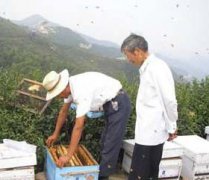 養(yǎng)蜂八月秋繁要注意些什么？