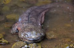 大鯢是什么動物、是幾級保護(hù)動物？