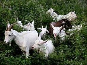 肉羊飼養(yǎng)管理技術(shù)要點(diǎn)
