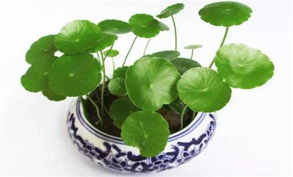 銅錢(qián)草