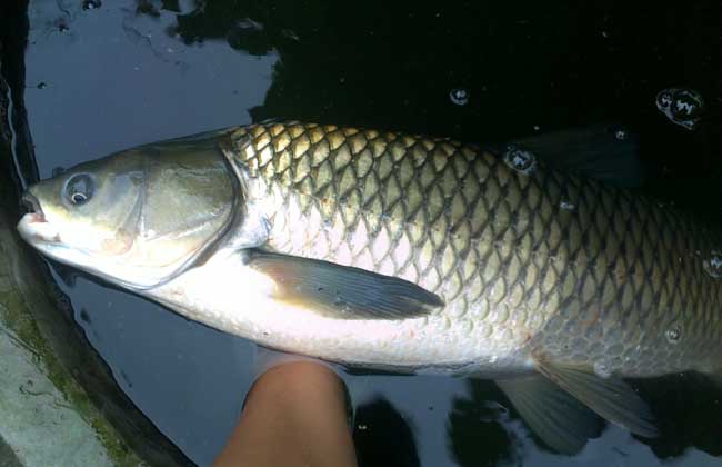 釣草魚(yú)有哪些釣法釣?草魚(yú)的方法有哪些