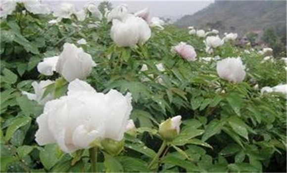 白芍種植技術(shù)、方法與主要步驟