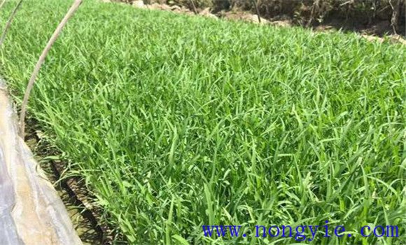 大棚黃瓜、水稻、菠菜高效種植模式簡介