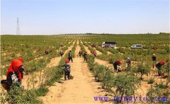 種植枸杞怎樣進(jìn)行土壤與施肥的管理？