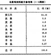 怎樣飼養(yǎng)商品烏骨雞？