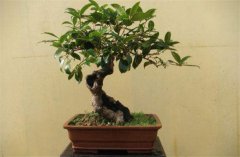 家庭陽臺(tái)盆栽桂花如何養(yǎng)護(hù)？