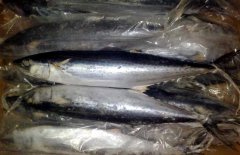 馬鮫魚產(chǎn)地在哪里、有哪些種類 能人工養(yǎng)殖嗎？