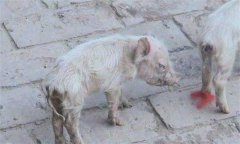 仔豬腹瀉怎么治療？哺乳仔豬飼養(yǎng)管理技術要點