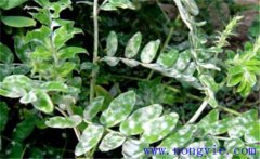 黃芪常見病蟲害有哪些？黃芪病蟲害的防治方法