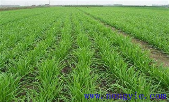 韭菜栽培技術(shù)要點