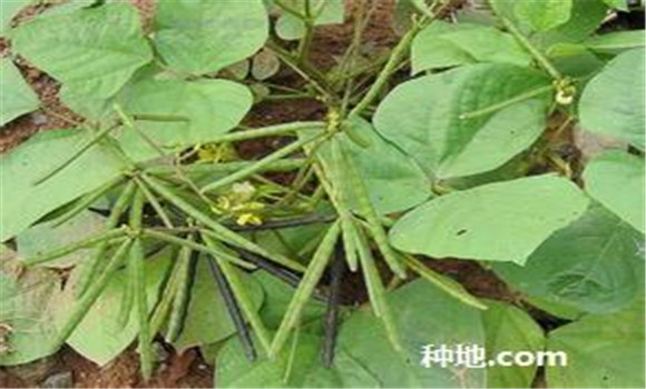 綠豆怎么種植能高產(chǎn)？