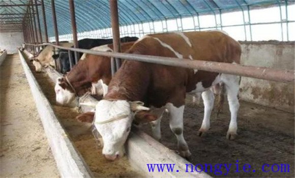 肉牛的精、粗飼料比例