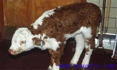 新生犢牛應(yīng)注意預(yù)防哪些常見的疾?。? /></a>
            <a href=