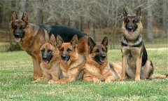 肉犬有哪些品種，肉犬養(yǎng)殖和管理有哪些要求