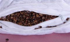 蕎麥枕頭的功效與作用有哪些？