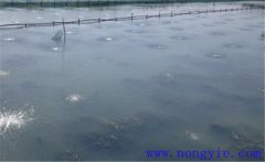 怎樣為魚塘增加氧氣，給魚塘增氧有幾種方法？