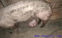 育肥豬拉黑稀是什么原因，如何預(yù)防與治療？