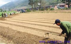 種植薄荷如何選地整地？薄荷種植管理技術(shù)要點