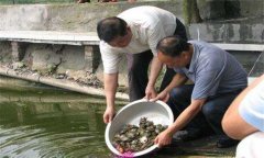 魚鱉混養(yǎng)技術(shù)要點(diǎn)，魚鱉混養(yǎng)怎么養(yǎng)好