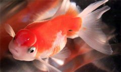 珍珠魚好養(yǎng)嗎?珍珠魚怎么養(yǎng)、怎么繁殖
