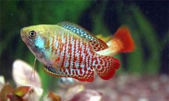 麗麗魚(yú)好養(yǎng)活嗎?麗麗魚(yú)怎么分公母、怎么養(yǎng)