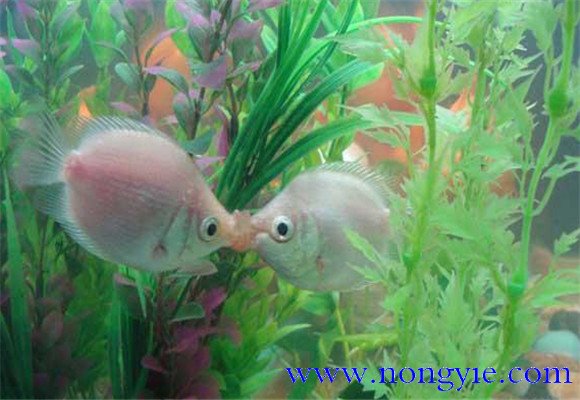 接吻魚(yú)的飼養(yǎng)要點(diǎn)