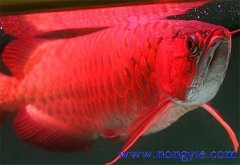 紅龍魚(yú)價(jià)格多少錢(qián)一條，紅龍魚(yú)如何飼養(yǎng)與管理