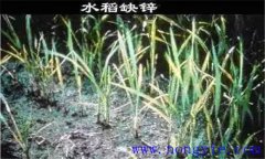 水稻缺鋅會(huì)導(dǎo)致僵苗，水稻缺鋅怎么辦？