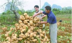 豆薯如何種植，豆薯種植與栽培技術(shù)