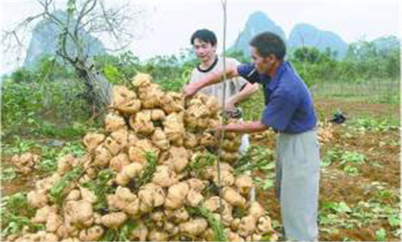 豆薯如何種植，豆薯種植與栽培技術(shù)