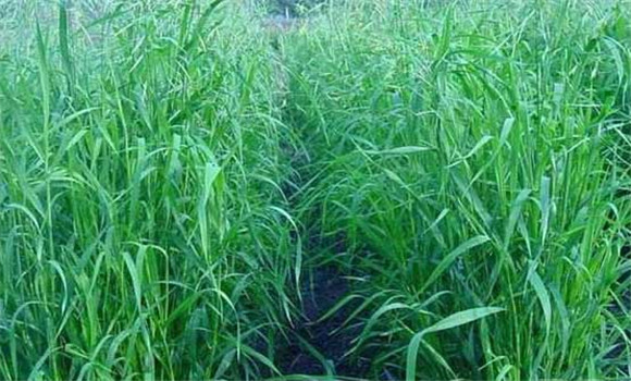 狼尾草種植技術