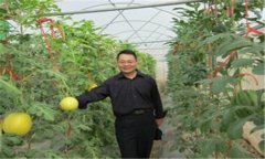 西瓜、甜瓜旱塘高壟栽培技術(shù)