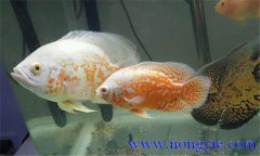 如何讓繁殖地圖魚，地圖魚的繁殖方法