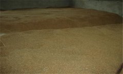 小麥種子貯藏要注意什么？