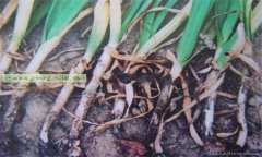 大蒜細菌性軟腐病的癥狀有哪些 怎樣防治？