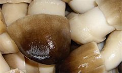 草菇的營養(yǎng)價值及經(jīng)濟價值如何？