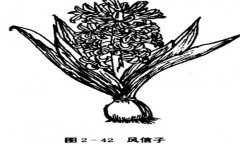 如何養(yǎng)殖風(fēng)信子，風(fēng)信子的養(yǎng)殖方法