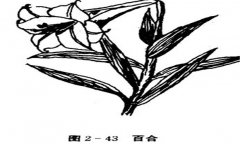百合花怎么養(yǎng)，百合的產(chǎn)地、習性與養(yǎng)殖