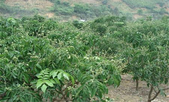 種植黃皮怎么管理？