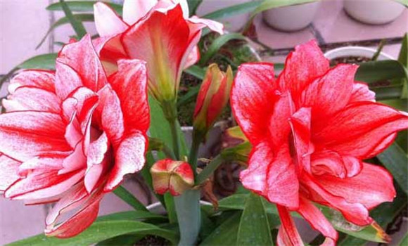 盆栽朱頂紅怎么養(yǎng)？