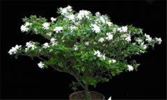 盆栽梔子花的養(yǎng)殖方法，梔子花的養(yǎng)殖方法要點