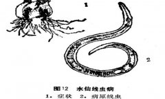 如何防治水仙線蟲??？