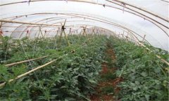 蔬菜大棚使用除草劑要注意的幾個問題