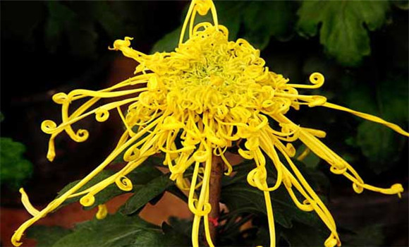 盆栽菊花怎么養(yǎng)才好？